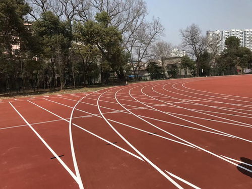 塑膠跑道類型對比 預制型跑道卷材的優(yōu)勢與應用